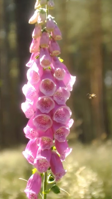 bild:  kunst und ateliertage - video still